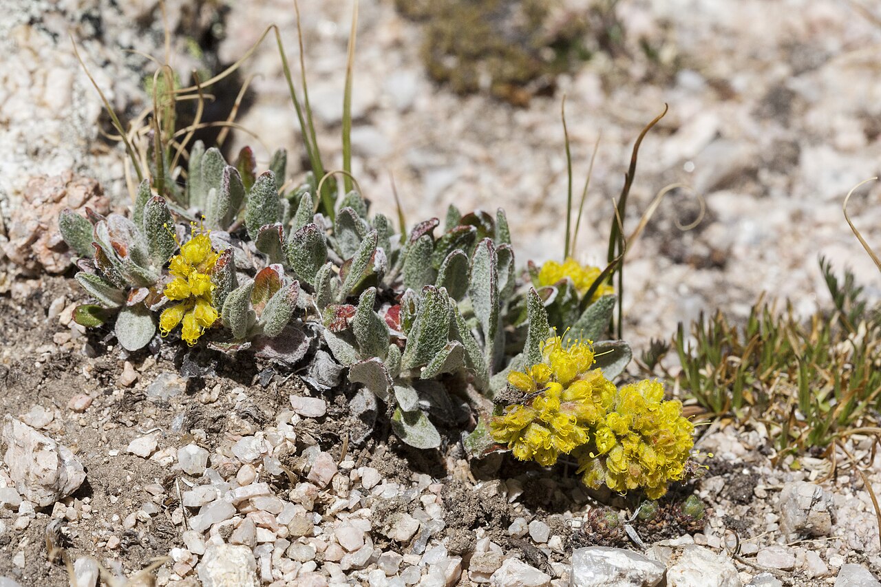 Eriogonum arcuatum: Eriogonum arcuatum in the Sangre de Cristo Mountains, south of Big Costilla Peak above Santistevan Creek, 36.8928 -105.3306, Taos County, New Mexico, 10 Jul 202