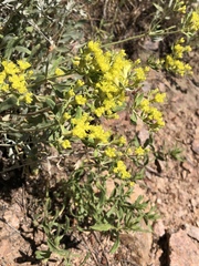 Eriogonum arcuatum (Eriogonum arcuatum)