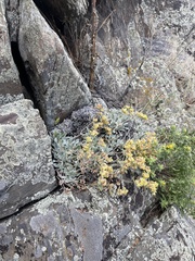 Eriogonum arcuatum (Eriogonum arcuatum)