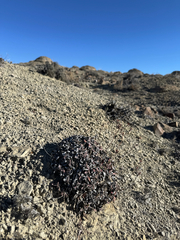 Eriogonum arcuatum (Eriogonum arcuatum)