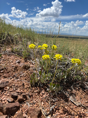 Eriogonum arcuatum (Eriogonum arcuatum)