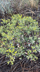Eriogonum arcuatum (Eriogonum arcuatum)