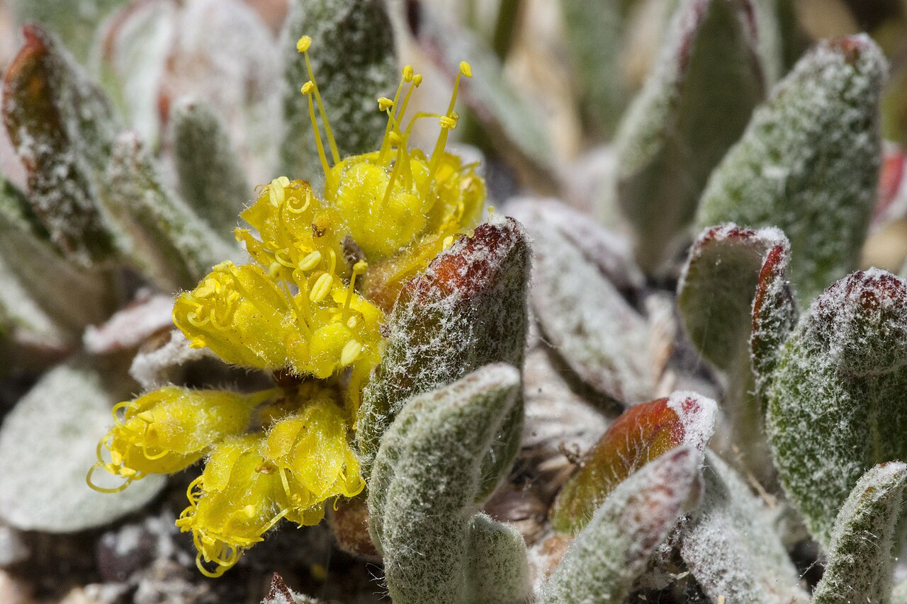 Eriogonum arcuatum: Eriogonum arcuatum in the Sangre de Cristo Mountains, south of Big Costilla Peak above Santistevan Creek, 36.8928 -105.3306, Taos County, New Mexico, 10 Jul 202