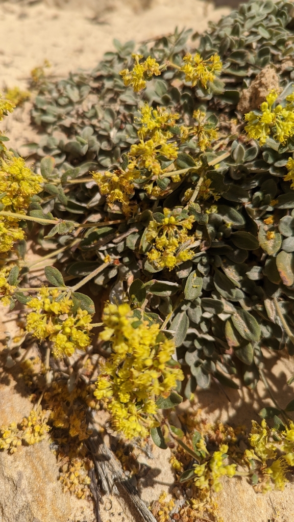 Eriogonum arcuatum (Eriogonum arcuatum)