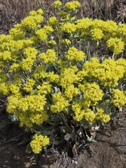Eriogonum arcuatum (Eriogonum arcuatum)