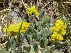 Eriogonum arcuatum (Eriogonum arcuatum)