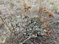 Eriogonum arcuatum (Eriogonum arcuatum)