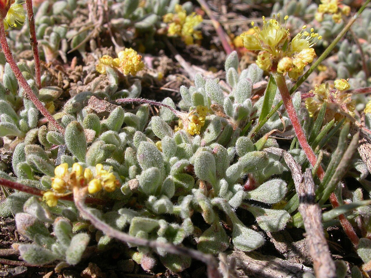 Matted buckwheat: The leaves are often small matted and equally densely hairy on both surfaces.