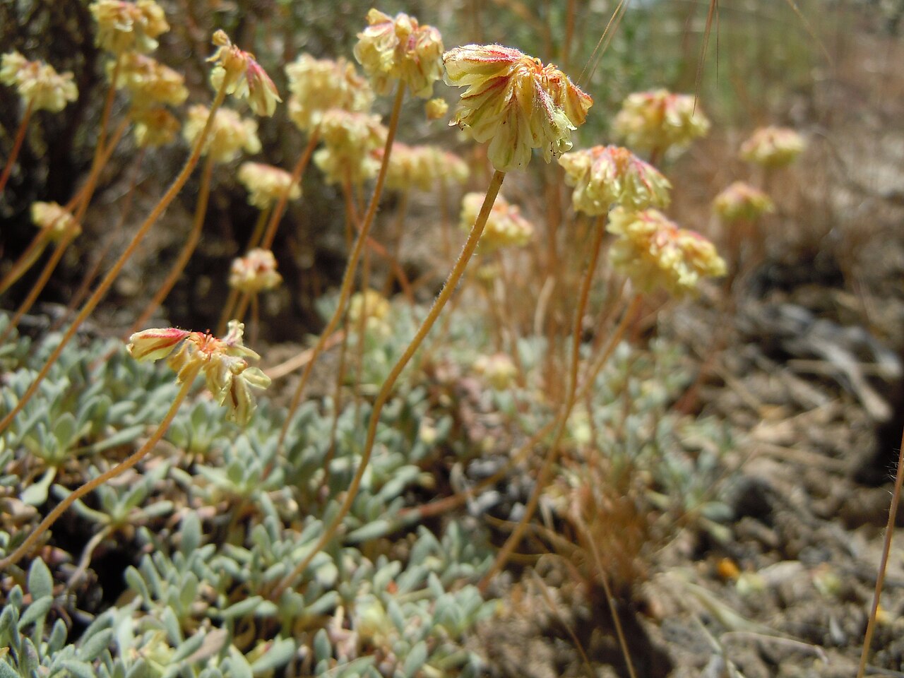 Matted buckwheat: Matted buckwheat is infrequent in the sagebrush steppe of this area especially in contrast to the high abundance of Eriogonum ovalifolium.