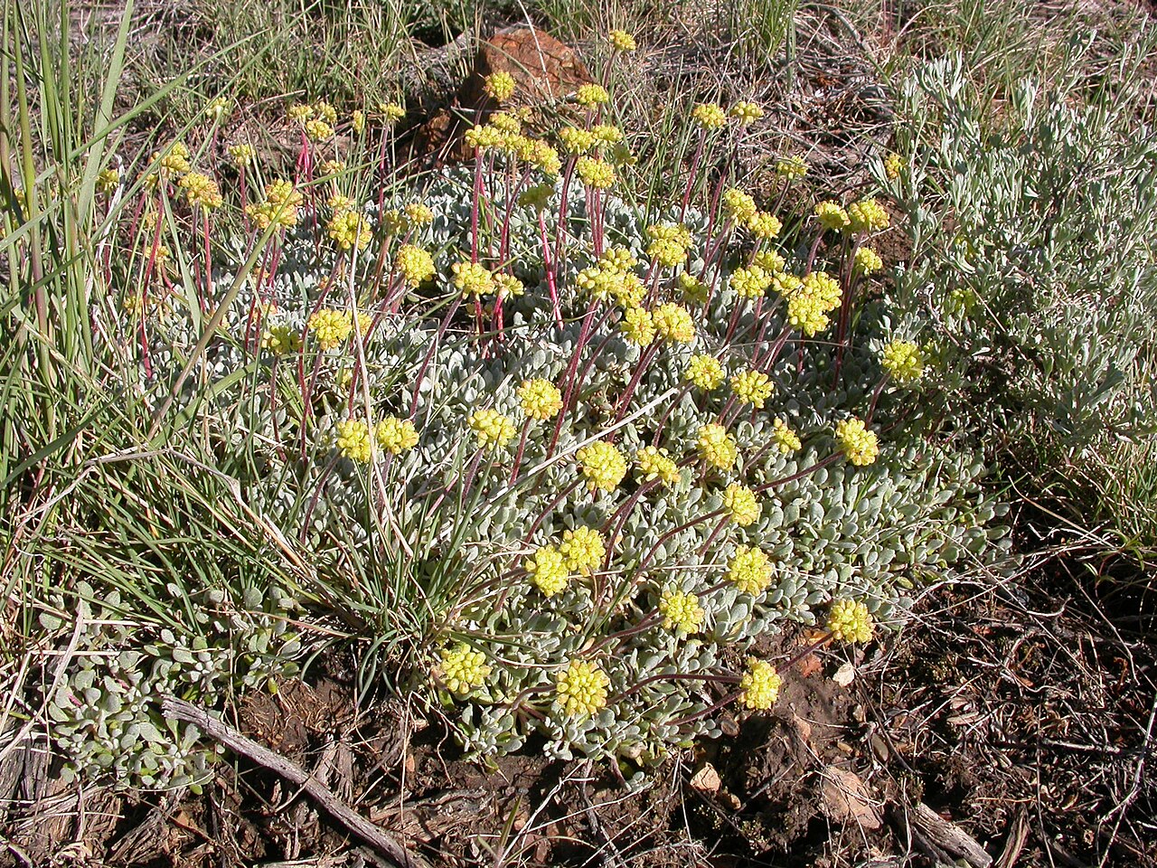 Matted buckwheat: Eriogonum caespitosum typically forms a flatter bunch than Eriogonum ovalifolium, which forms more of a mounded bunch.