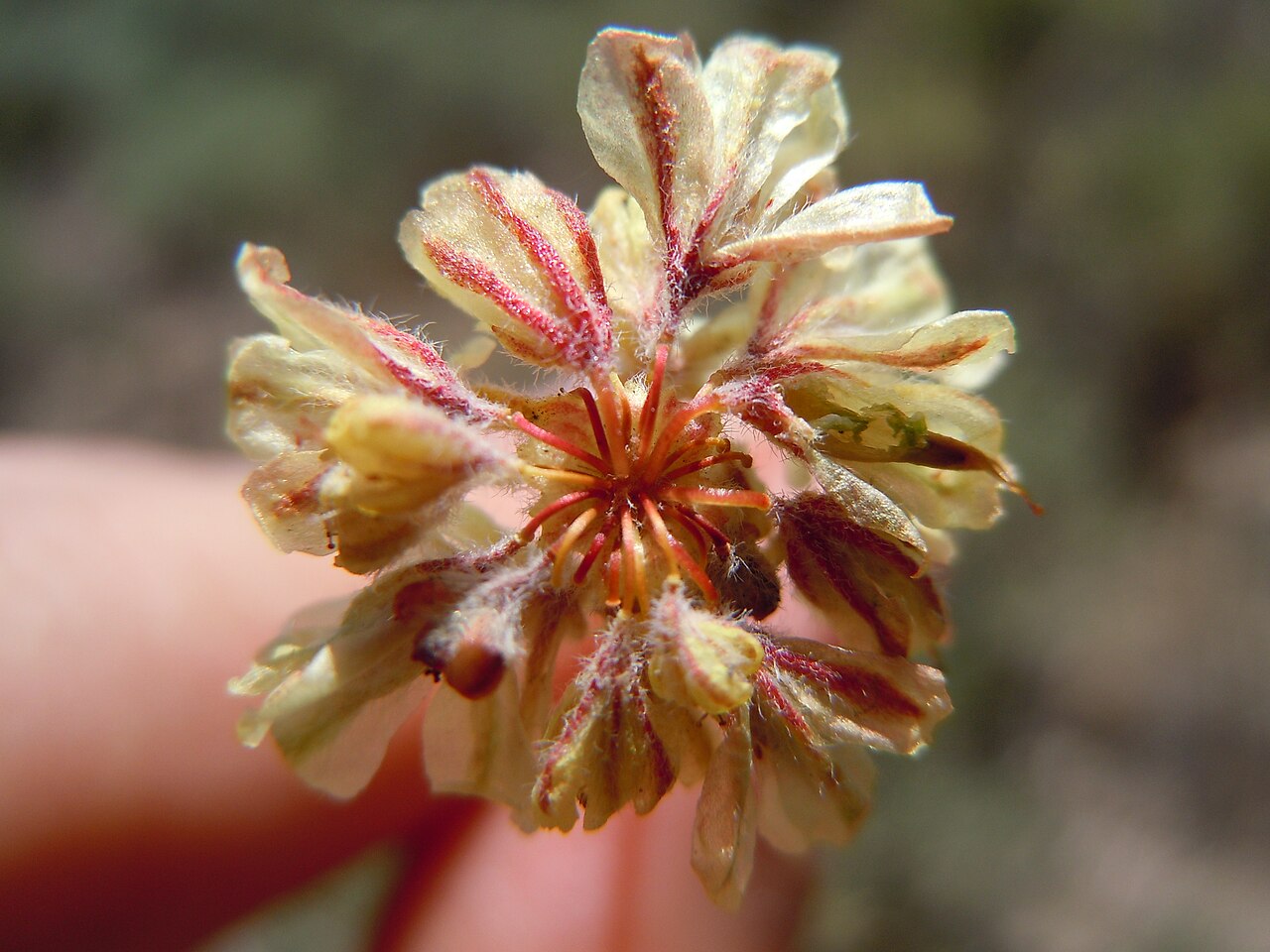 Matted buckwheat: The perianth segments are hairy and taper imperceptibly to the union with the pedicel.