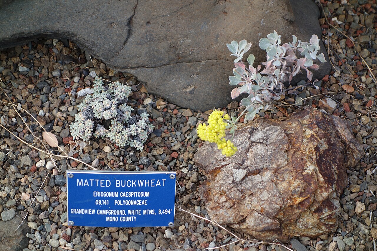 Matted buckwheat: Botanical specimen in the Regional Parks Botanic Garden, Berkeley, California, USA.