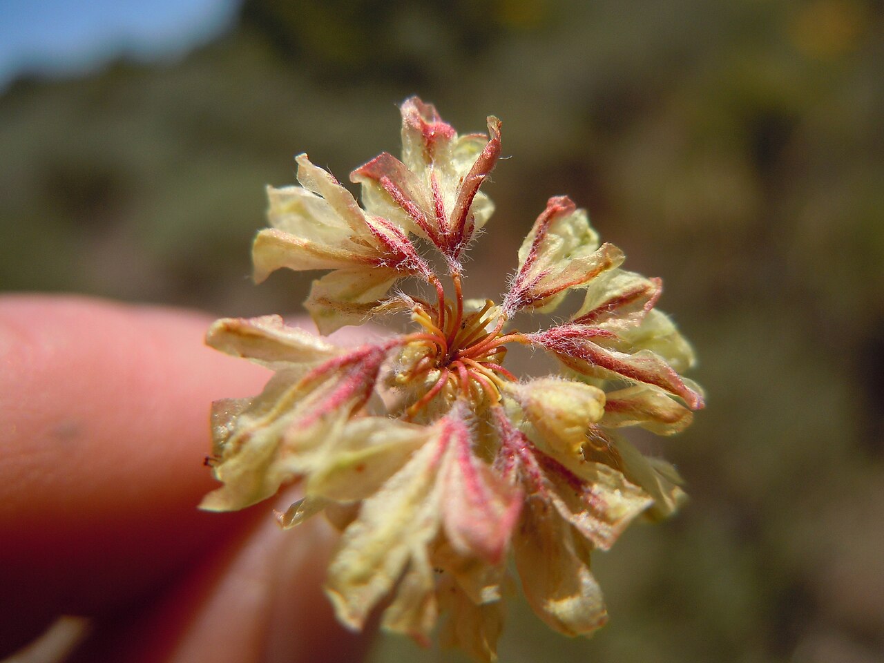 Matted buckwheat: The perianth segments are hairy and taper imperceptibly to the union with the pedicel.