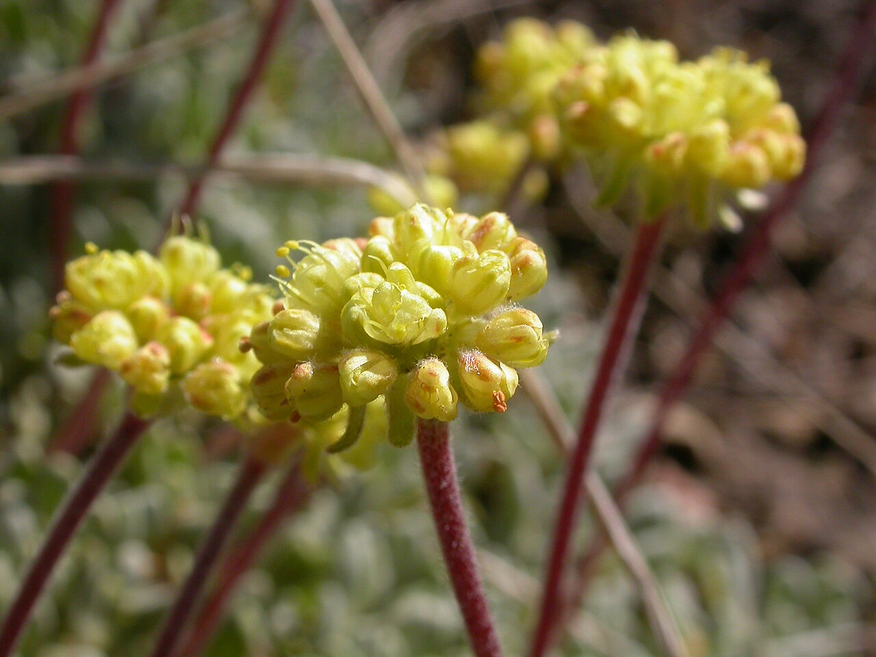 Matted buckwheat: The perianth tapers gradually into the pedicel and the outer perianth segments are often hairy.