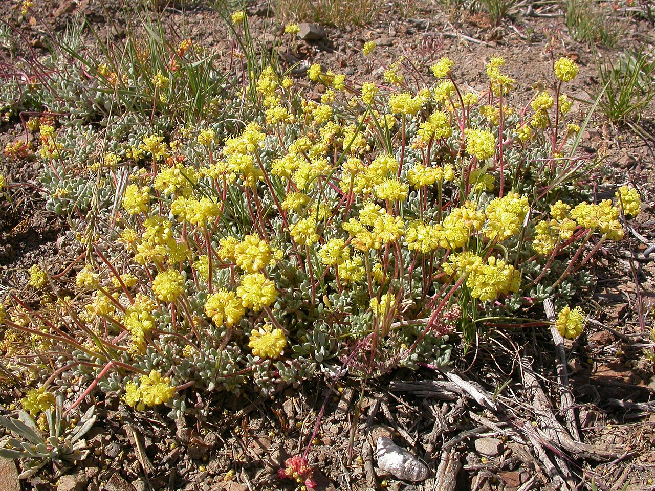 Matted buckwheat: Eriogonum caespitosum typically forms a flatter bunch than Eriogonum ovalifolium, which forms more of a mounded bunch.