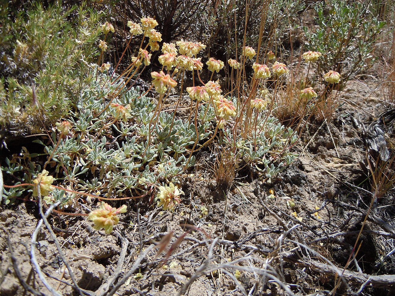 Matted buckwheat: Matted buckwheat is infrequent in the sagebrush steppe of this area especially in contrast to the high abundance of Eriogonum ovalifolium.