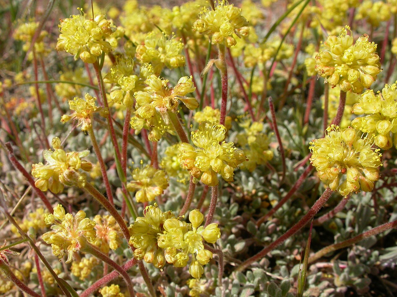 Matted buckwheat: The perianth tapers gradually into the pedicel and the outer perianth segments are often hairy.