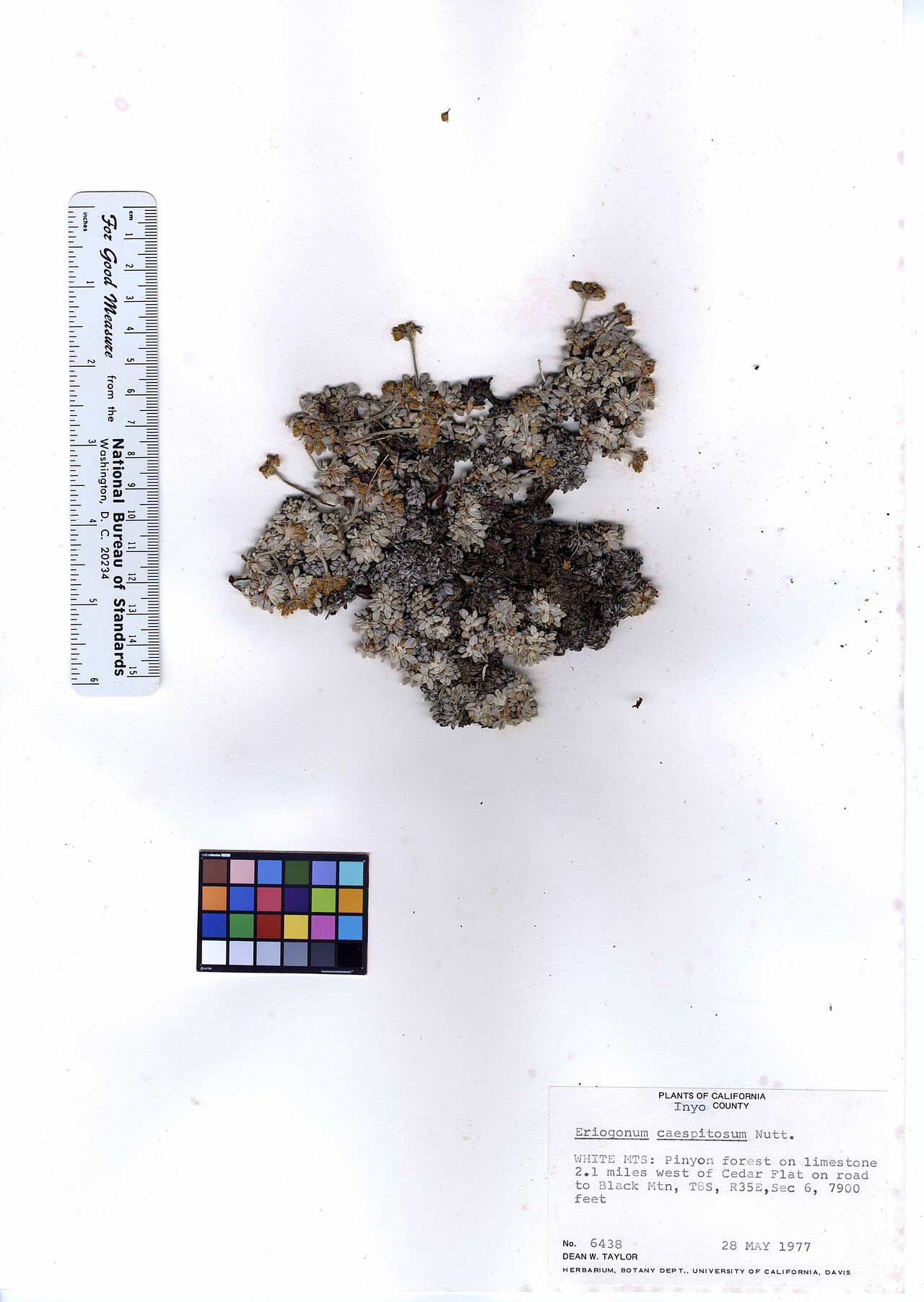 Matted buckwheat: Eriogonum caespitosum
