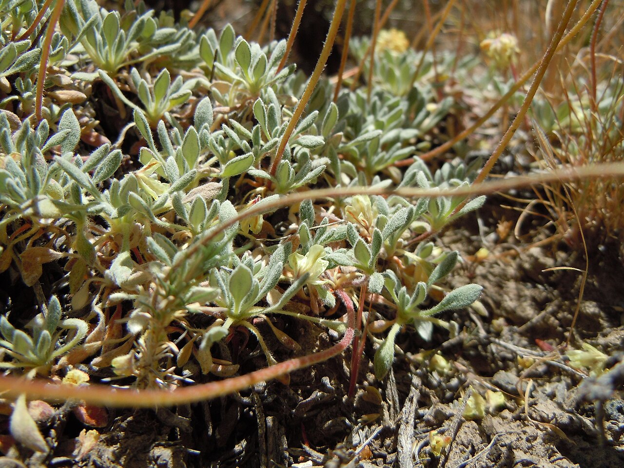 Matted buckwheat: Matted buckwheat is infrequent in the sagebrush steppe of this area especially in contrast to the high abundance of Eriogonum ovalifolium.