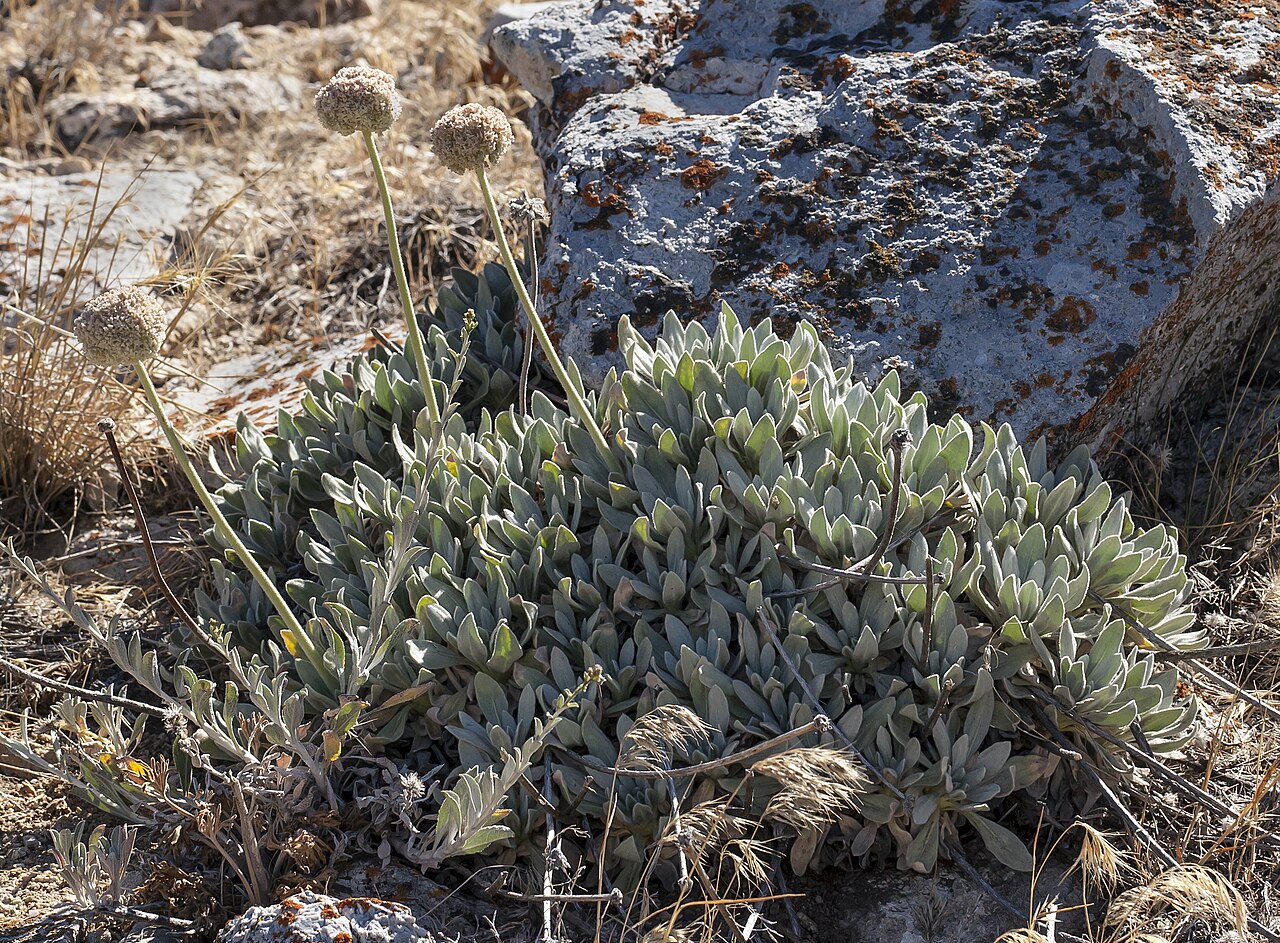 Tehachapi buckwheat: Eriogonum callistum . On open limestone outcrops, Blue Ridge, Tejon Ranch, Tehachapi Mountains, Kern County, California. This remarkable plant was not discovere