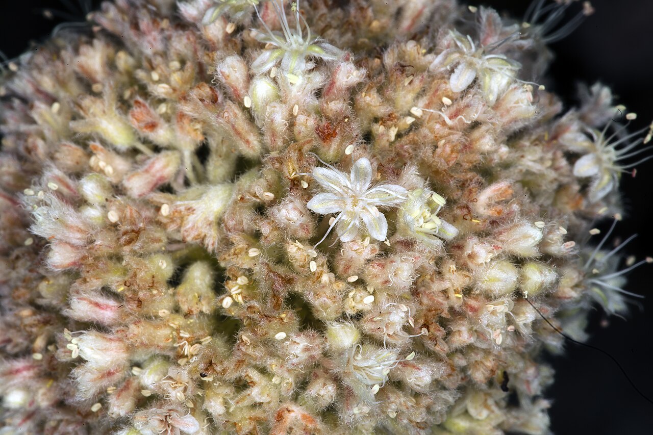Tehachapi buckwheat: Eriogonum callistum (Tehachapi buckwheat). On open limestone outcrops, Blue Ridge, Tejon Ranch, Tehachapi Mountains, Kern County, California, July 7th 2012. Thi