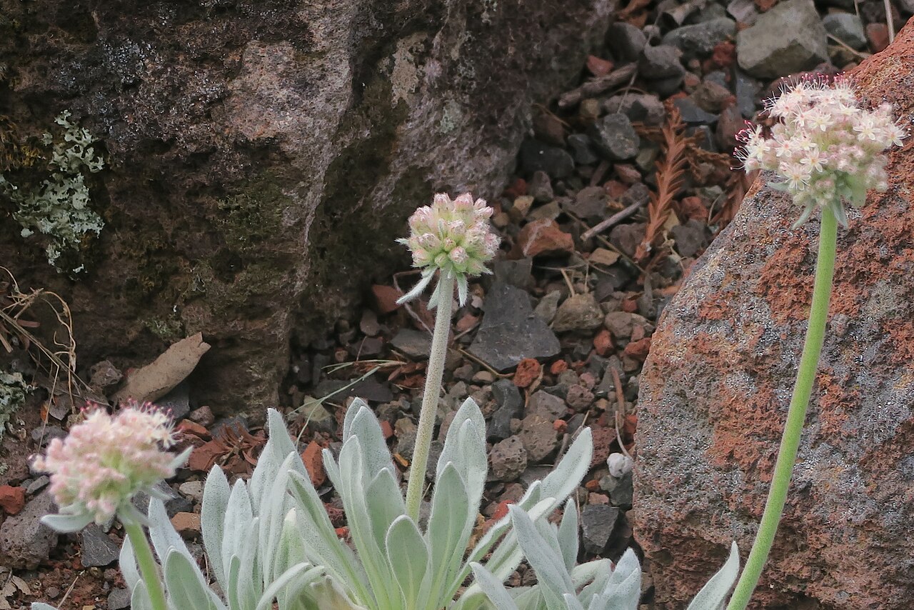 Tehachapi buckwheat: Eriogonum callistum—Tehachapi buckwheat. Included in the CNPS Inventory of Rare and Endangered Plants on list 1B.1. A species first described in 2006, there are