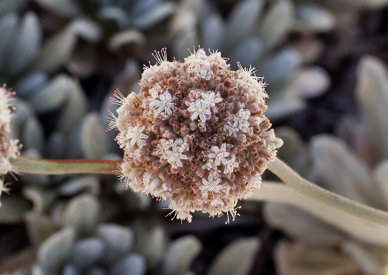 Tehachapi buckwheat: Eriogonum callistum (Tehachapi buckwheat). On open limestone outcrops, Blue Ridge, Tejon Ranch, Tehachapi Mountains, Kern County, California, July 7th 2012. Thi