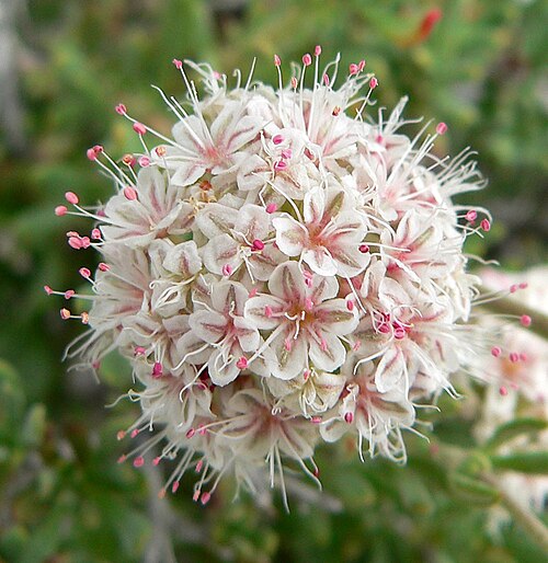 Eastern Mojave buckwheat: Photo of Eriogonum fasciculatum in the desert at the west end of Cheyenne Ave, Las Vegas, Nevada