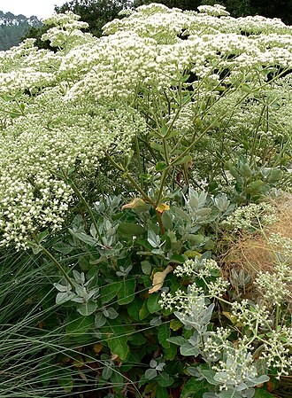 St. Catherine's lace: Photo of Eriogonum giganteum at the University of California Botanical Garden