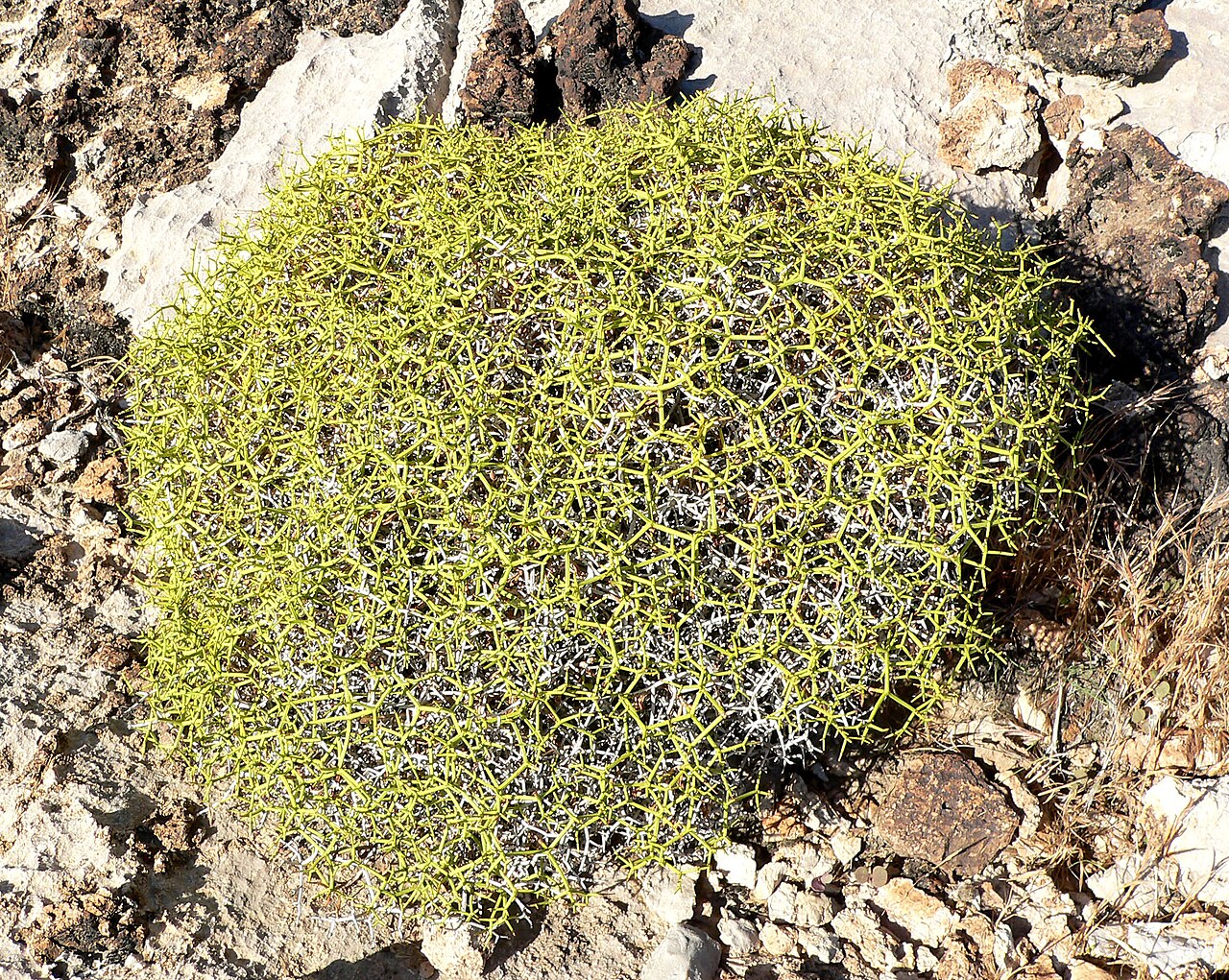 Heermann's buckwheat: Eriogonum heermannii var. sulcatum in hills at western edge of Las Vegas, Nevada