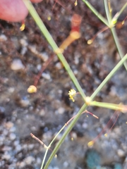 Desert trumpet (Eriogonum inflatum)
