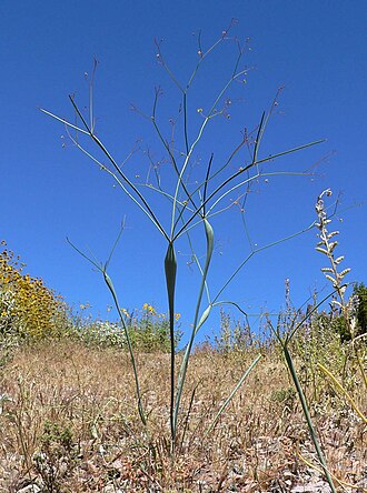 Desert trumpet: Photo of Eriogonum inflatum (desert trumpet) in Nelson Canyon , Nevada