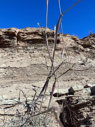 Desert trumpet (Eriogonum inflatum)