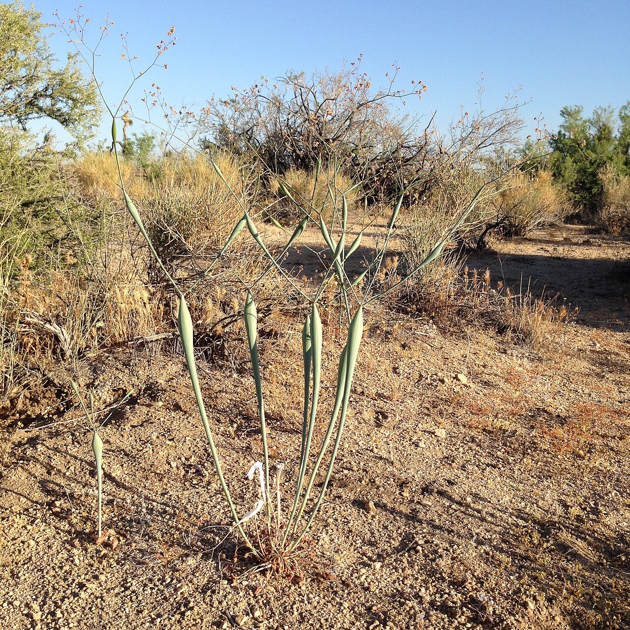 Desert trumpet: "Desert trumpet" - Pipes Canyon