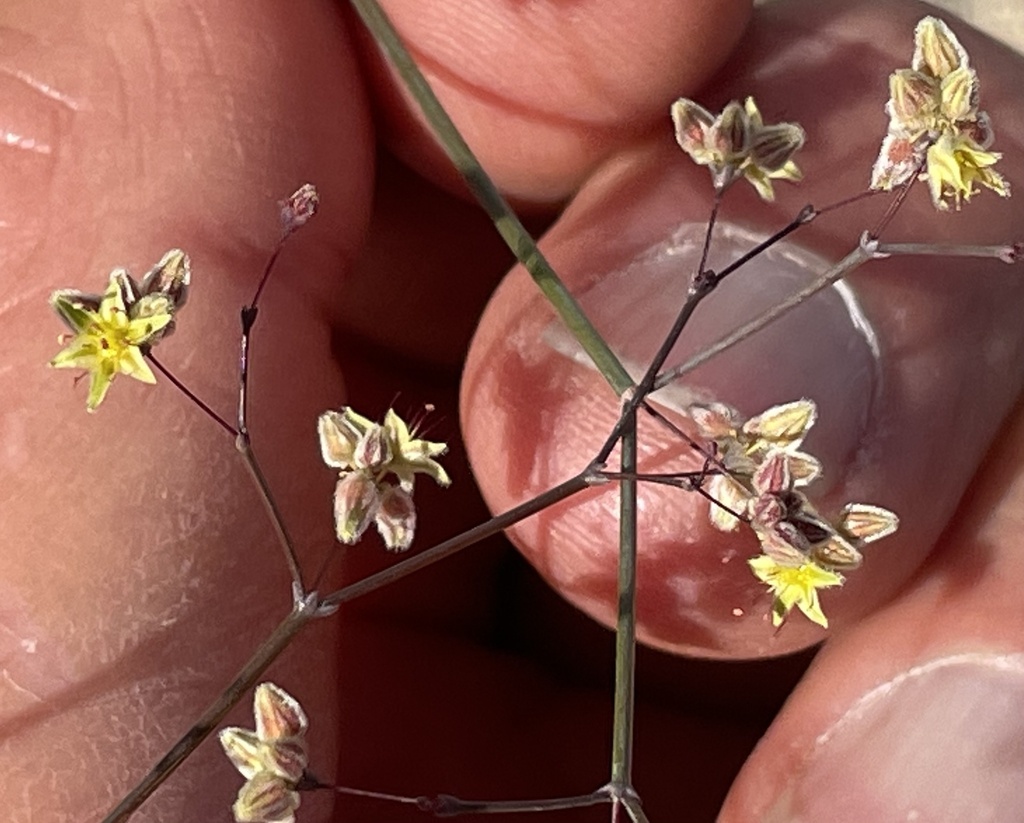 Desert trumpet (Eriogonum inflatum)