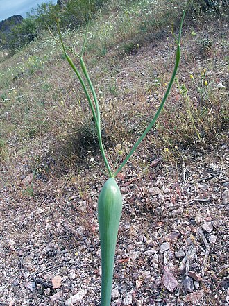 Desert trumpet: Desert Trumpet - Eriogonum inflatum