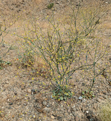 Desert trumpet (Eriogonum inflatum)