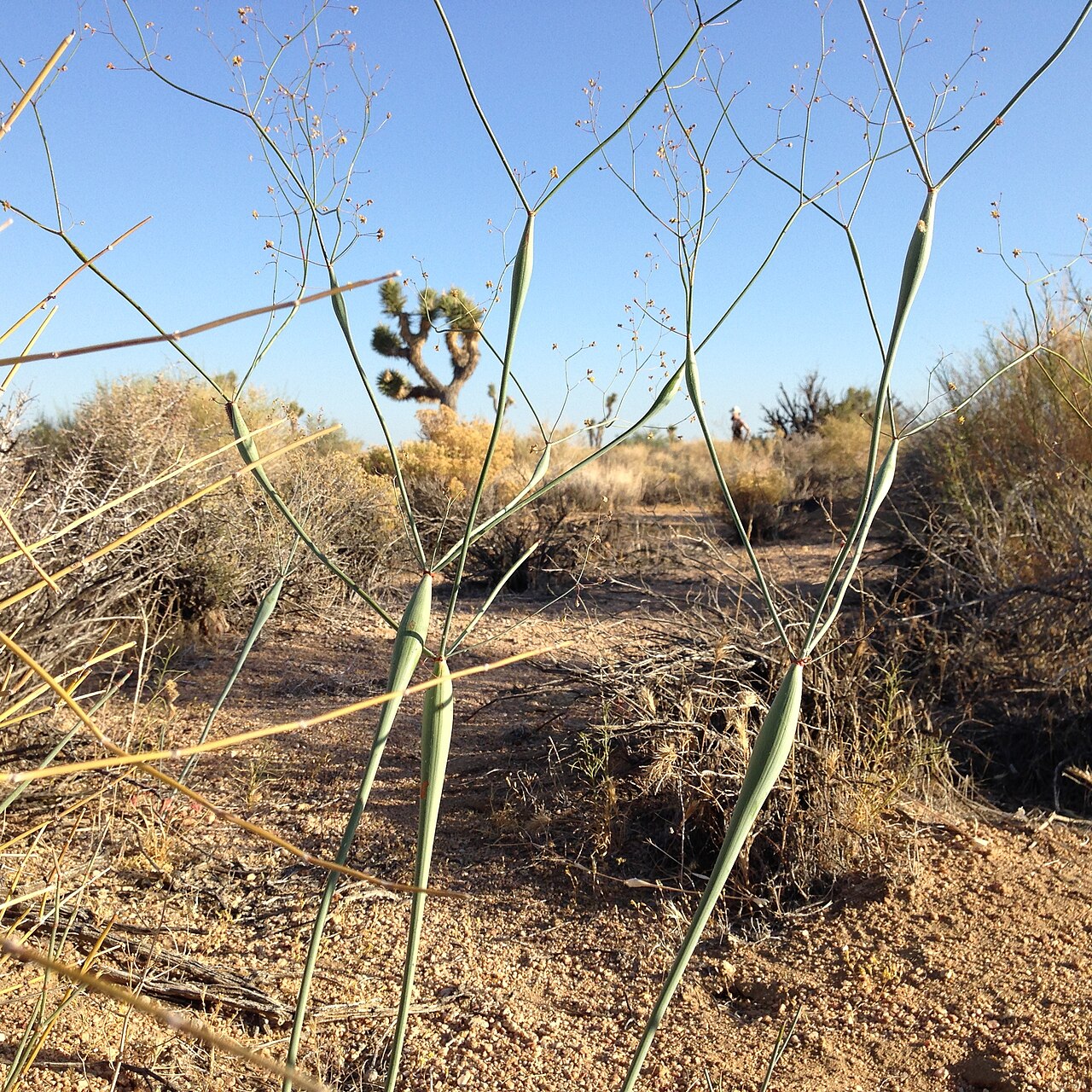 Desert trumpet: "Desert trumpet" - Pipes Canyon