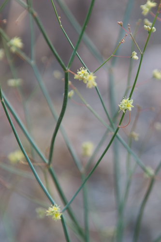 Desert trumpet (Eriogonum inflatum)