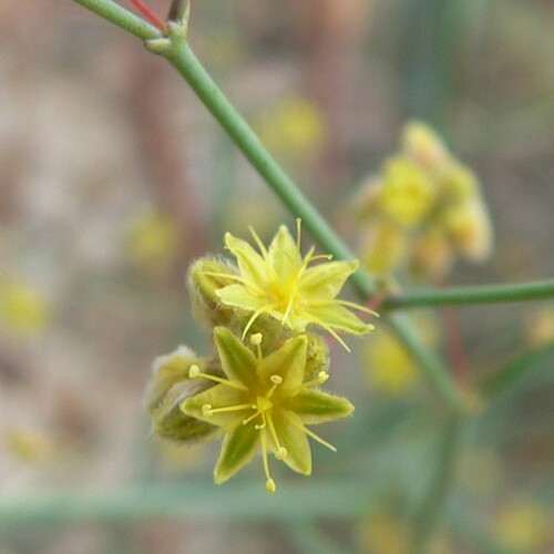 Desert trumpet (Eriogonum inflatum)