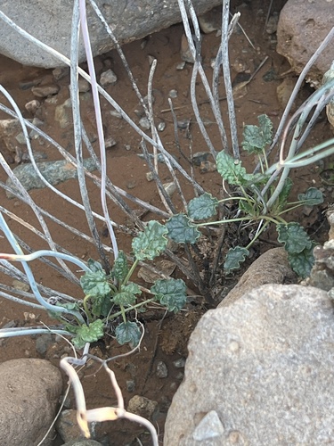 Desert trumpet (Eriogonum inflatum)