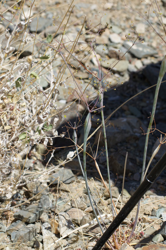 Desert trumpet (Eriogonum inflatum)