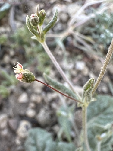 Spotted buckwheat (Eriogonum maculatum)