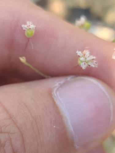 Spotted buckwheat (Eriogonum maculatum)