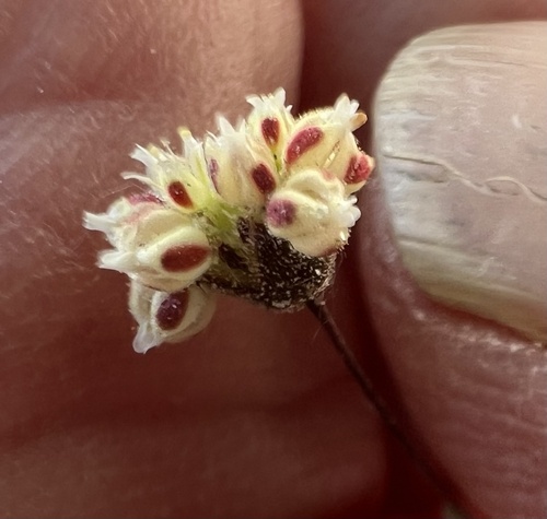 Spotted buckwheat (Eriogonum maculatum)