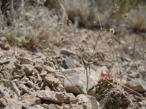 Spotted buckwheat (Eriogonum maculatum)