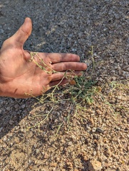 Spotted buckwheat (Eriogonum maculatum)