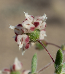 Spotted buckwheat (Eriogonum maculatum)