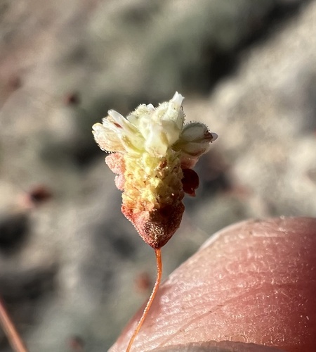 Spotted buckwheat (Eriogonum maculatum)