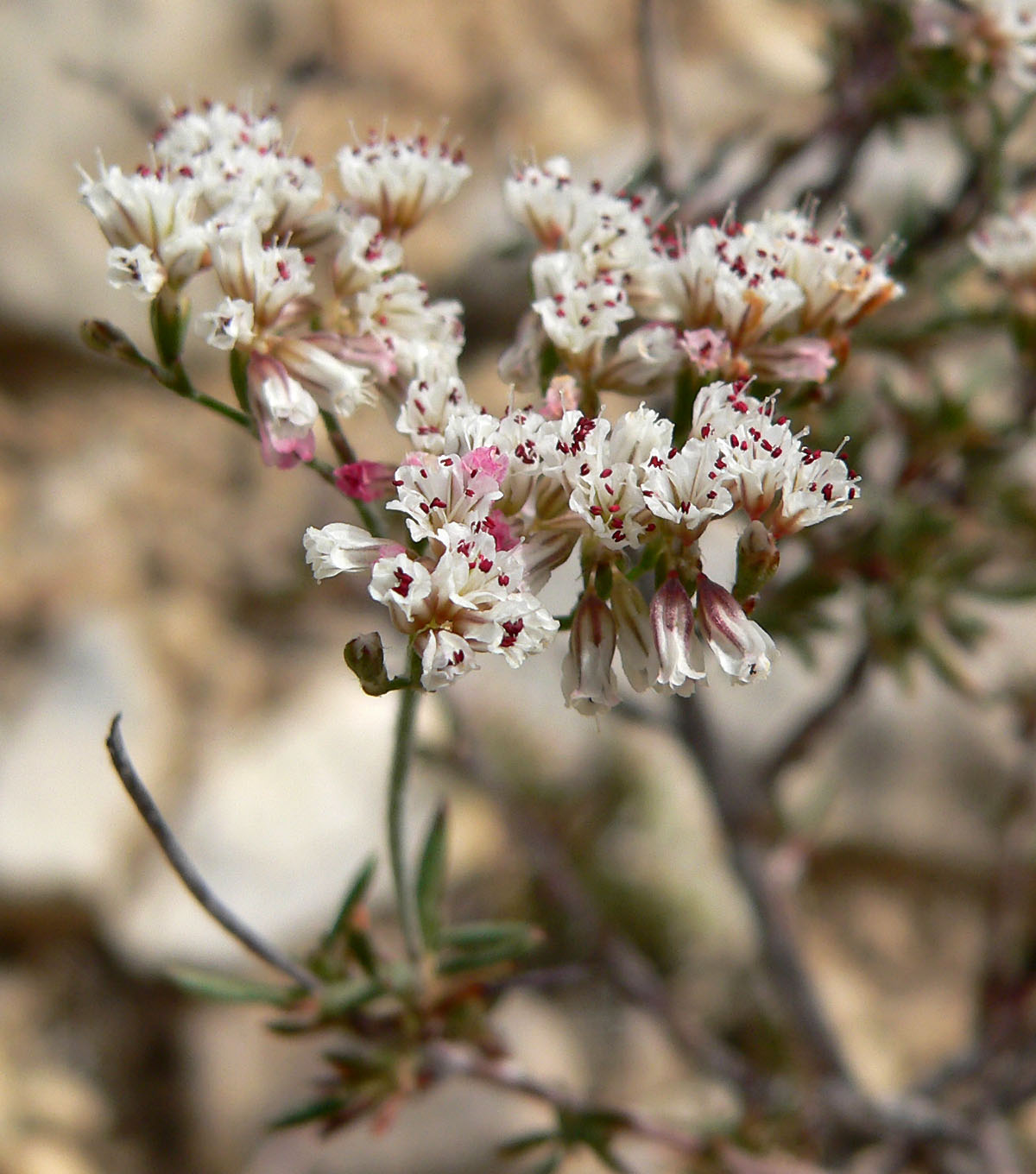 Slender buckwheat: Eriogonum microthecum var. simpsonii on the western side of Mount Wilson, Red Rock Canyon, southern Nevada